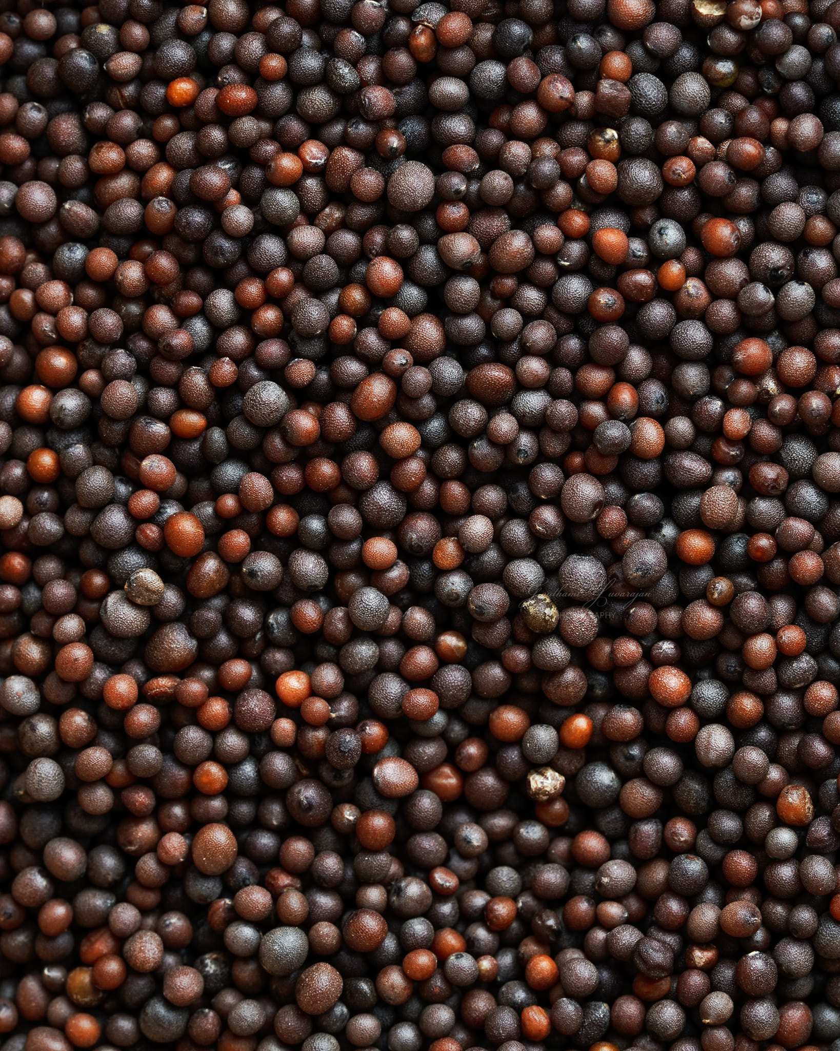 Brown Mustard Seeds